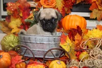 Philly Male Teddy bear pug, a male Pug for sale in Bellingham, WA – 5 of 9