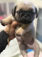 Philly Male Teddy bear pug, a male Pug for sale in Bellingham, WA – 3 of 9