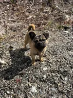Rigo, a male French Bulldog and Pug for sale in Bellingham, WA – 6 of 8