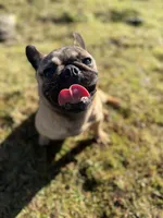 Tilly, a female French Bulldog and Pug for sale in Bellingham, WA – 4 of 9