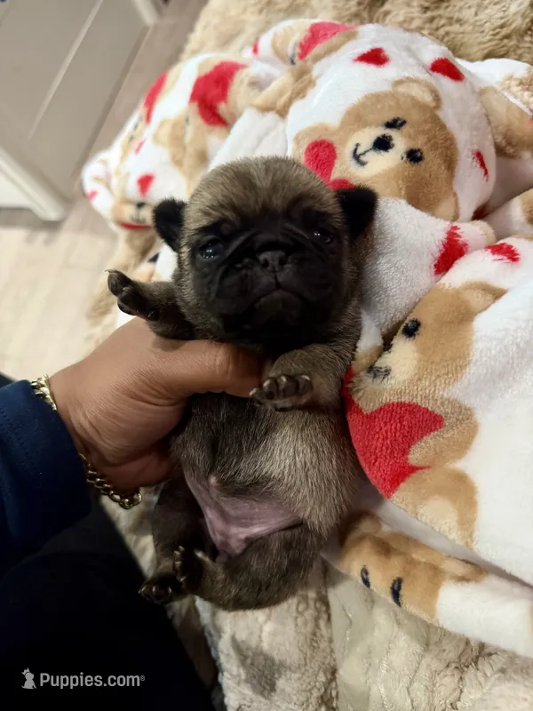 Female Teddy Bear VICKY – Pug puppy for sale in Bellingham, WA