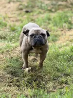 Ears are down now sable tri, a male French Bulldog for sale in Bellingham, WA – 2 of 10