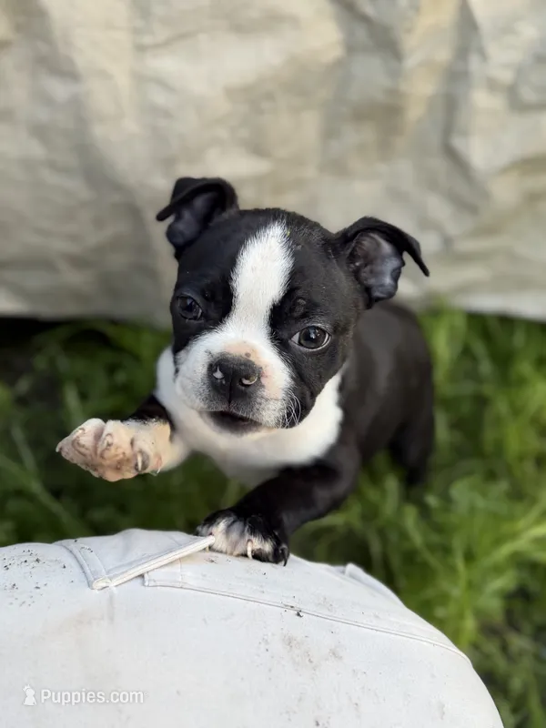 Domino – Boston Terrier puppy for sale in Bellingham, WA