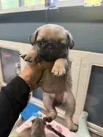 Tokyo, a female Pug for sale in Bellingham, WA – 8 of 9