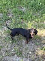 Mr weenie , a male Dachshund for sale in Bellingham, WA – 4 of 7