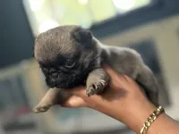Teddy , a male Pug for sale in Bellingham, WA – 5 of 9