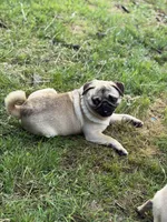 Jimmy, a male Pug for sale in Bellingham, WA – 10 of 10