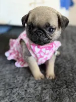 Female Teddy Bear Paris, a female Pug for sale in Bellingham, WA – 2 of 10