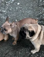 Mercades, a female French Bulldog for sale in Bellingham, WA – Photo 5 of 5