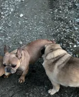 Mercades, a female French Bulldog for sale in Bellingham, WA – Photo 4 of 5