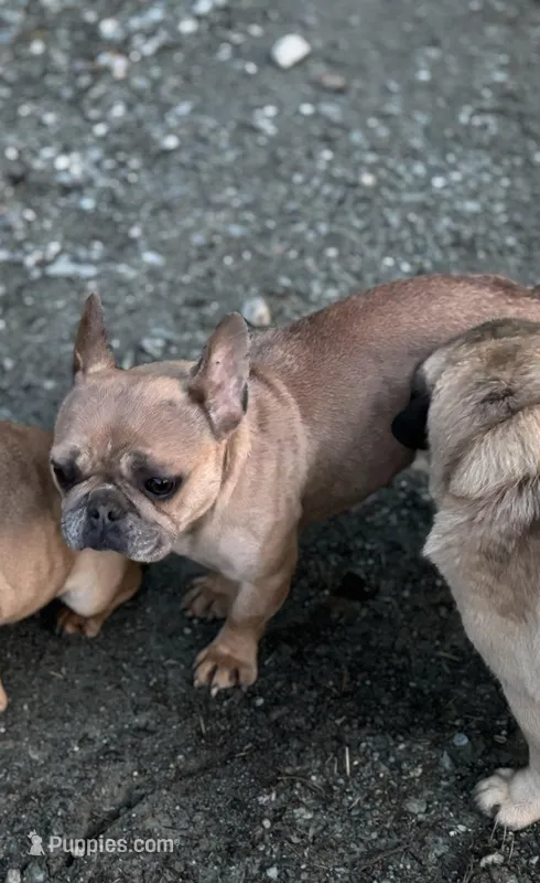 Mercades, a female French Bulldog for sale in Bellingham, WA – Photo 1 of 5