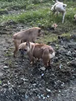 Mercades, a female French Bulldog for sale in Bellingham, WA – Photo 3 of 5