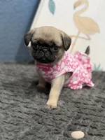 London Teddy bear PuG, a female Pug for sale in Bellingham, WA – 9 of 10