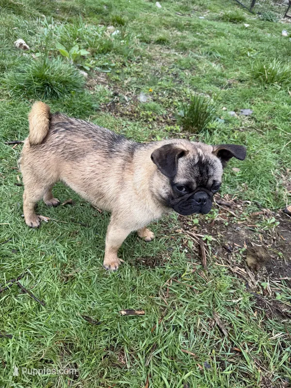 Frug male Migos – French Bulldog, Pug puppy for sale in Bellingham, WA
