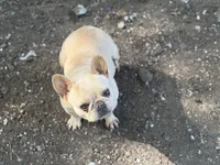 Frenchie Bella , a female French Bulldog for sale in Bellingham, WA – 3 of 7