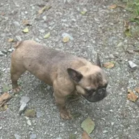 Ears are down now sable tri, a male French Bulldog for sale in Bellingham, WA – Photo 7 of 10