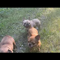 Ears are down now sable tri, a male French Bulldog for sale in Bellingham, WA – Photo 6 of 10