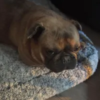 Ears are down now sable tri, a male French Bulldog for sale in Bellingham, WA – Photo 2 of 10