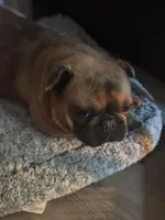 Ears are down now sable tri, a male French Bulldog for sale in Bellingham, WA – Photo 2 of 10