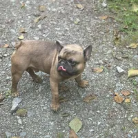 Ears are down now sable tri, a male French Bulldog for sale in Bellingham, WA – Photo 8 of 10