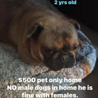 Ears are down now sable tri, a male French Bulldog for sale in Bellingham, WA – Photo 1 of 10