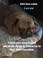 Ears are down now sable tri, a male French Bulldog for sale in Bellingham, WA – Photo 1 of 10