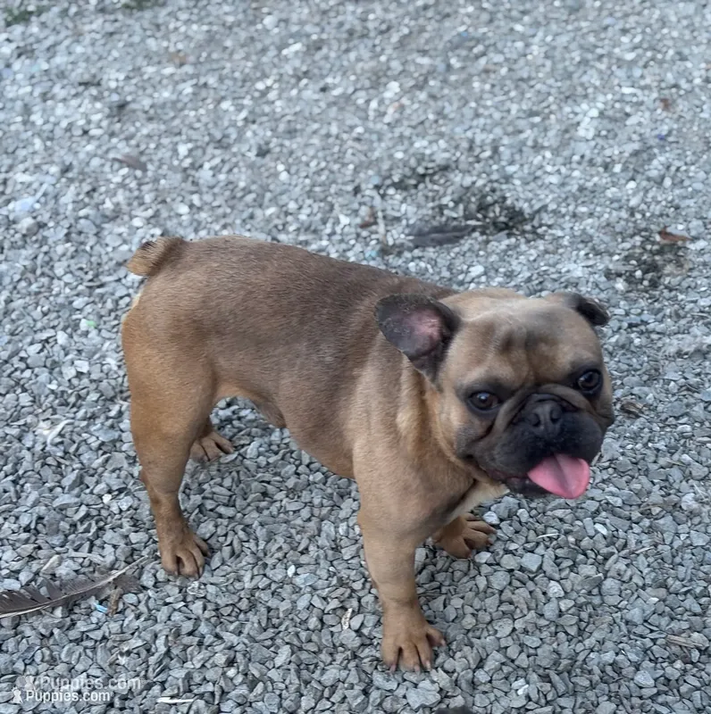 Ears are down now sable tri – French Bulldog puppy for sale in Bellingham, WA