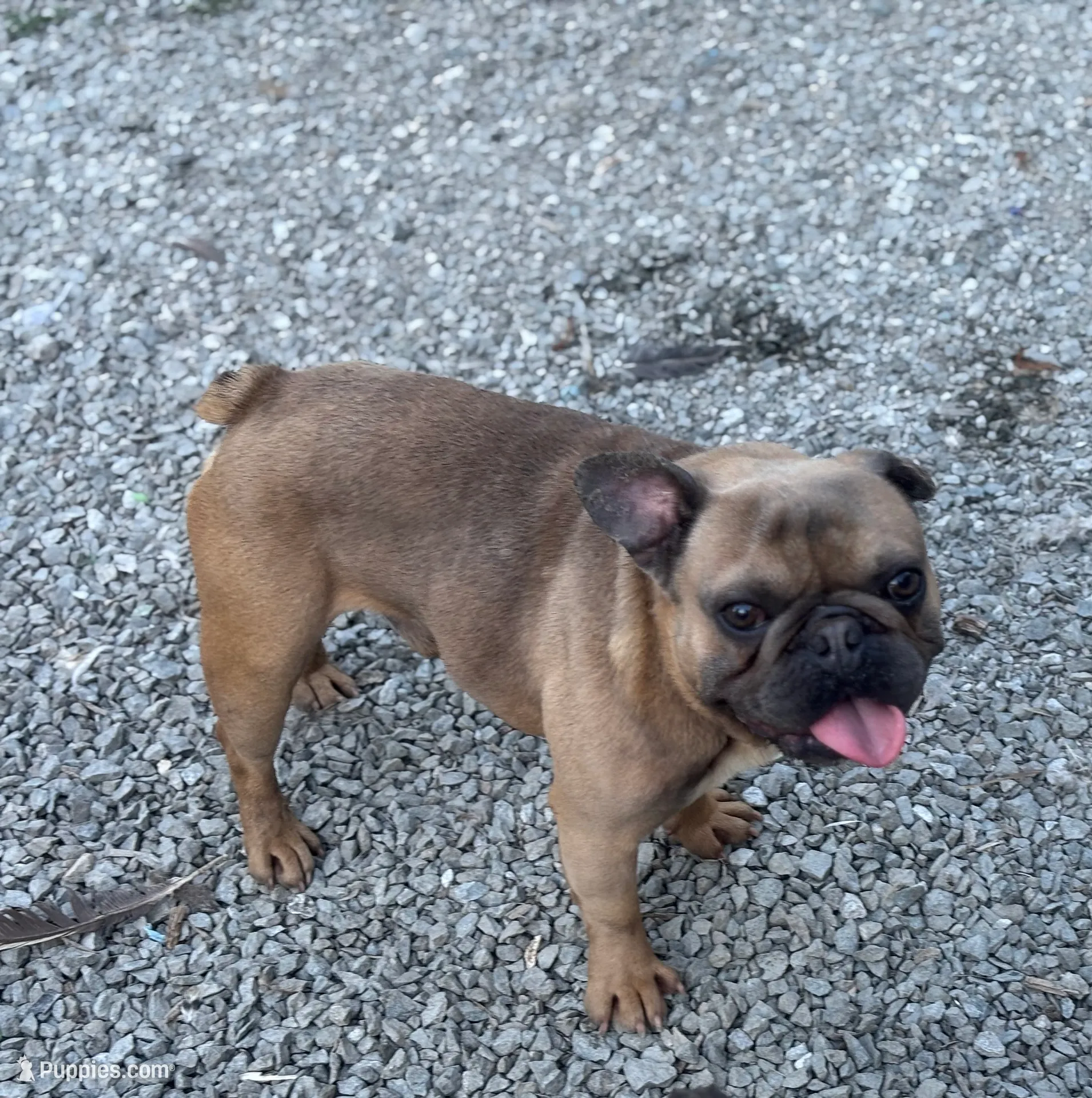 Ears are down now sable tri, a male French Bulldog for sale in Bellingham, WA – Photo 5 of 10