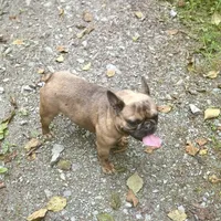 Ears are down now sable tri, a male French Bulldog for sale in Bellingham, WA – Photo 9 of 10