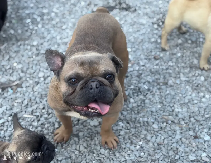 Ears are down now sable tri – French Bulldog puppy for sale in Bellingham, WA
