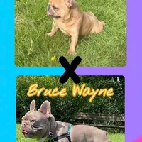 Ears are down now sable tri, a male French Bulldog for sale in Bellingham, WA – Photo 4 of 10