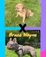 Ears are down now sable tri, a male French Bulldog for sale in Bellingham, WA – Photo 4 of 10