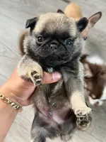 PUG teddy bear puppy , a male Pug for sale in Bellingham, WA – 5 of 5