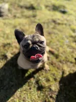 Tilly, a female French Bulldog and Pug for sale in Bellingham, WA – 8 of 9