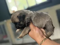 Teddy , a male Pug for sale in Bellingham, WA – 8 of 9