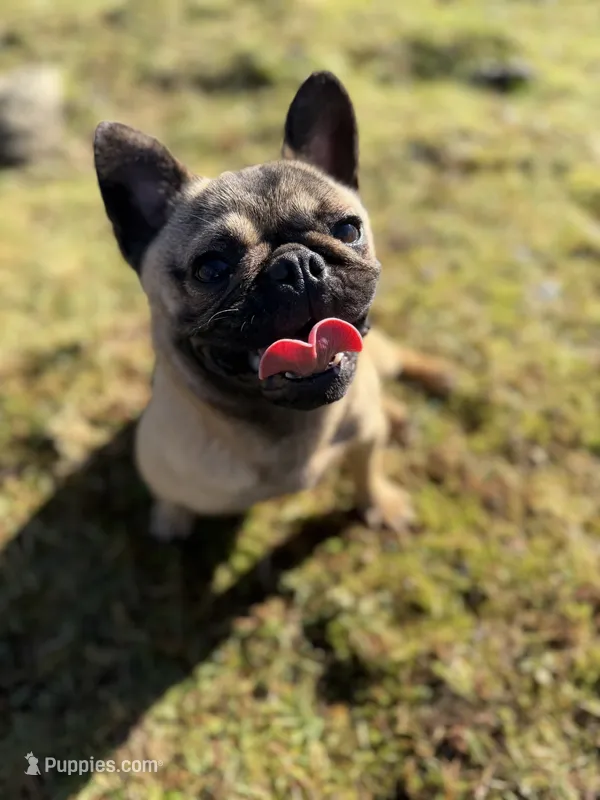 Tilly – French Bulldog, Pug puppy for sale in Bellingham, WA
