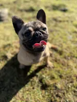 Tilly, a female French Bulldog and Pug for sale in Bellingham, WA – 1 of 9