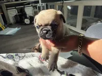 Carmen, a female Pug for sale in Bellingham, WA – 4 of 8
