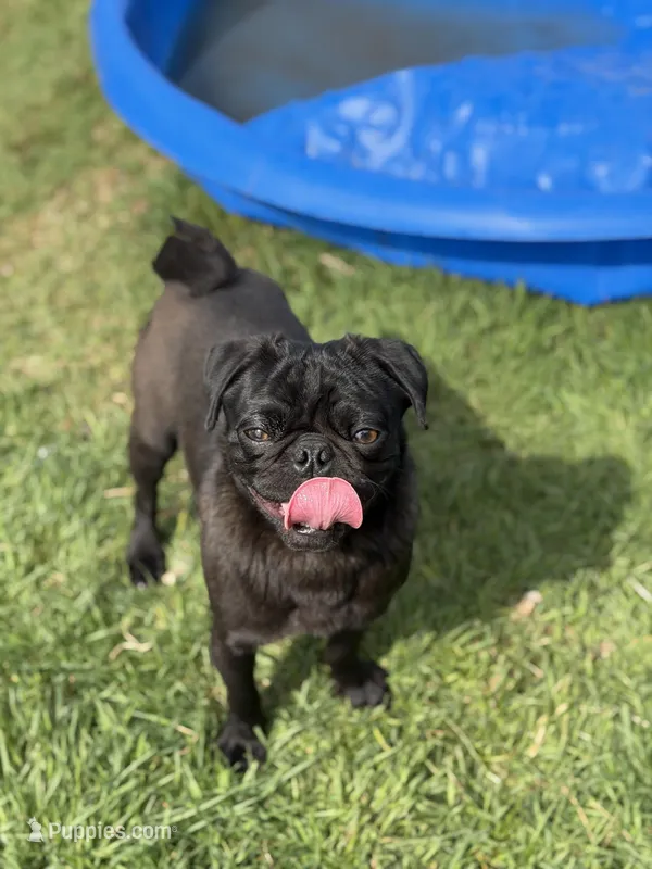 Shaggy black pug  – Pug puppy for sale in Bellingham, WA