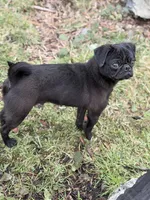 Shaggy, a male Pug for sale in Bellingham, WA – Photo 9 of 10
