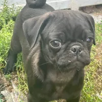 Shaggy, a male Pug for sale in Bellingham, WA – Photo 2 of 10