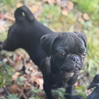 Shaggy, a male Pug for sale in Bellingham, WA – Photo 3 of 10