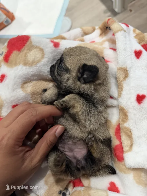 Teddy bear Pug Female # 1 – Pug puppy for sale in Bellingham, WA