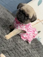 London Teddy bear PuG, a female Pug for sale in Bellingham, WA – 10 of 10