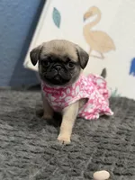 London Teddy bear PuG, a female Pug for sale in Bellingham, WA – 8 of 10