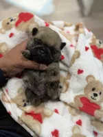 Teddy bear Pug Female # 1, a female Pug for sale in Bellingham, WA – 2 of 8