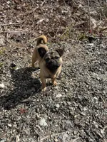 Rigo, a male French Bulldog and Pug for sale in Bellingham, WA – 8 of 8