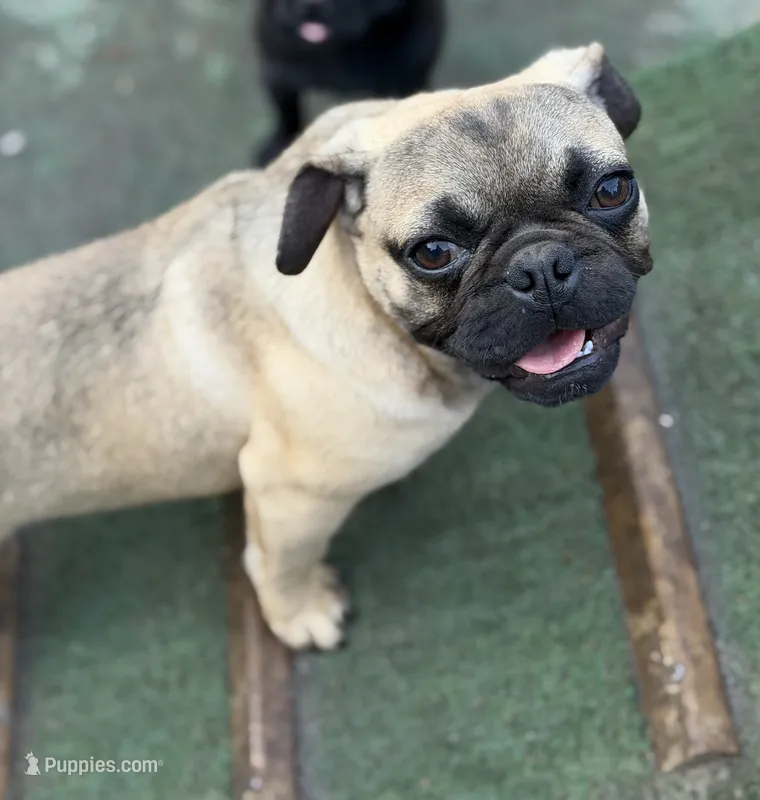Gigi – French Bulldog, Pug puppy for sale in Bellingham, WA