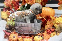 Female Teddy Bear Paris, a female Pug for sale in Bellingham, WA – 8 of 10