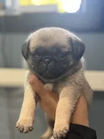 London Teddy bear PuG, a female Pug for sale in Bellingham, WA – 6 of 10